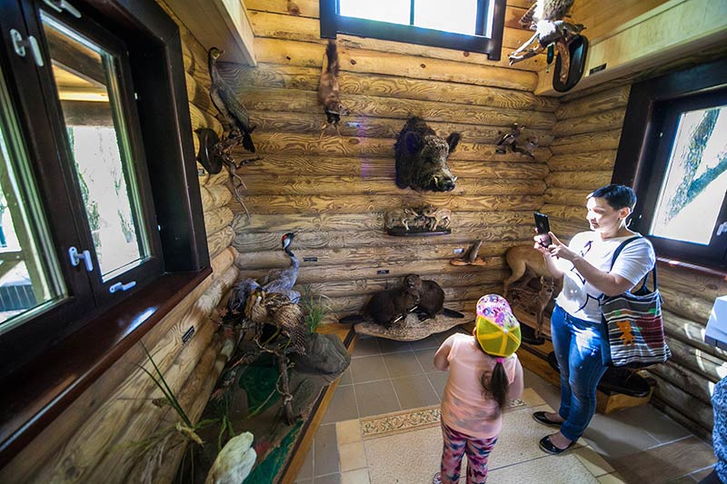 коробчицы